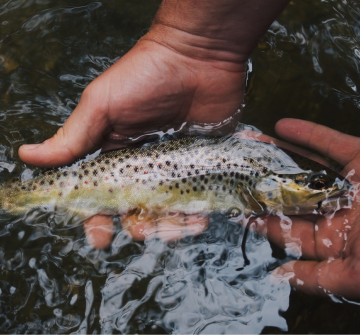 DETECCIÓN DE HIDROCARBUROS EN EFLUENTES